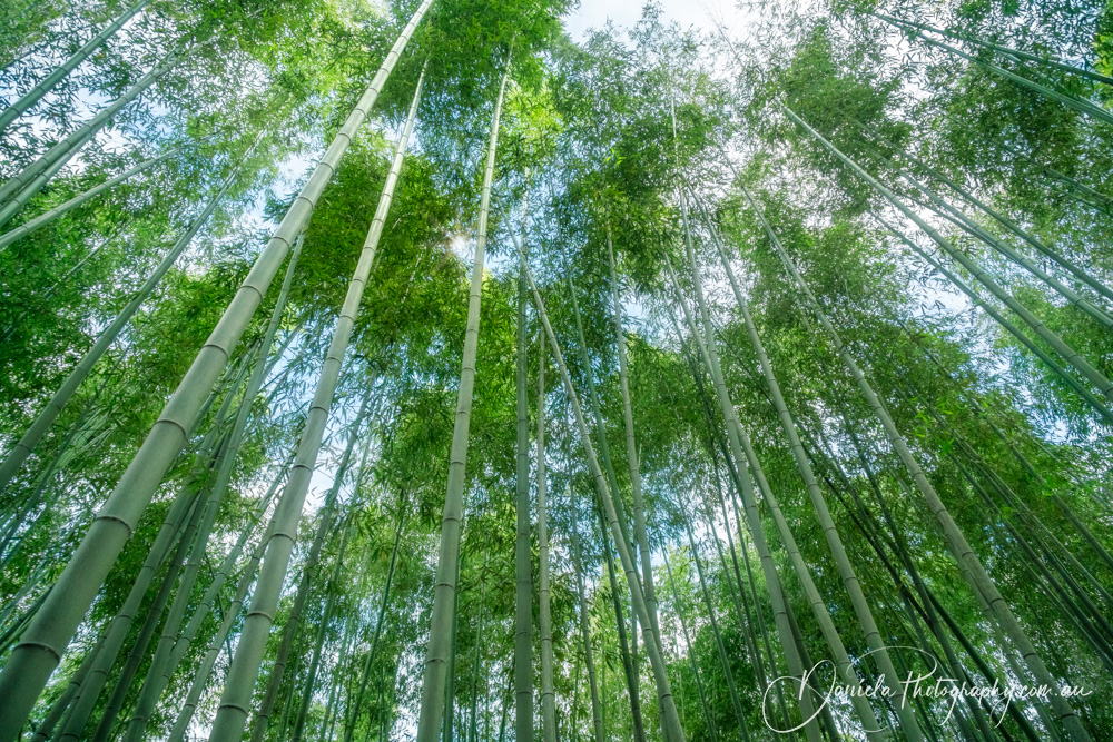 Arashiyama Bamboo Grove  Sagano Bamboo forest